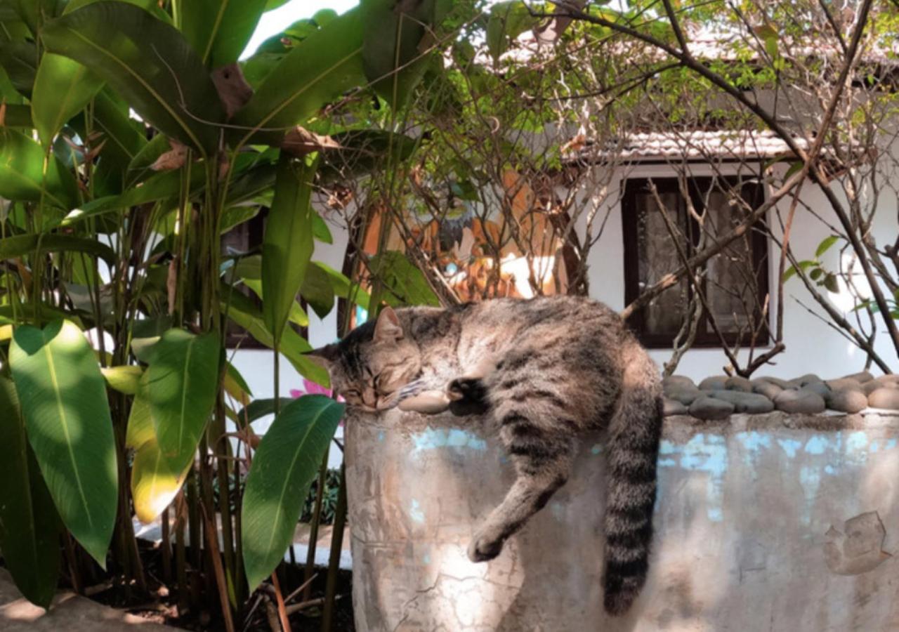 The Funky Monkey Hostel Anjuna Luaran gambar